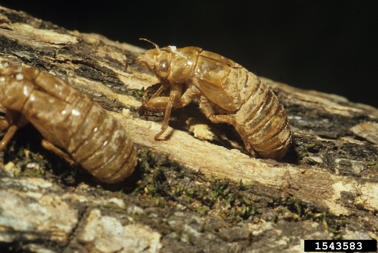 cicadas (Family Cicadidae)