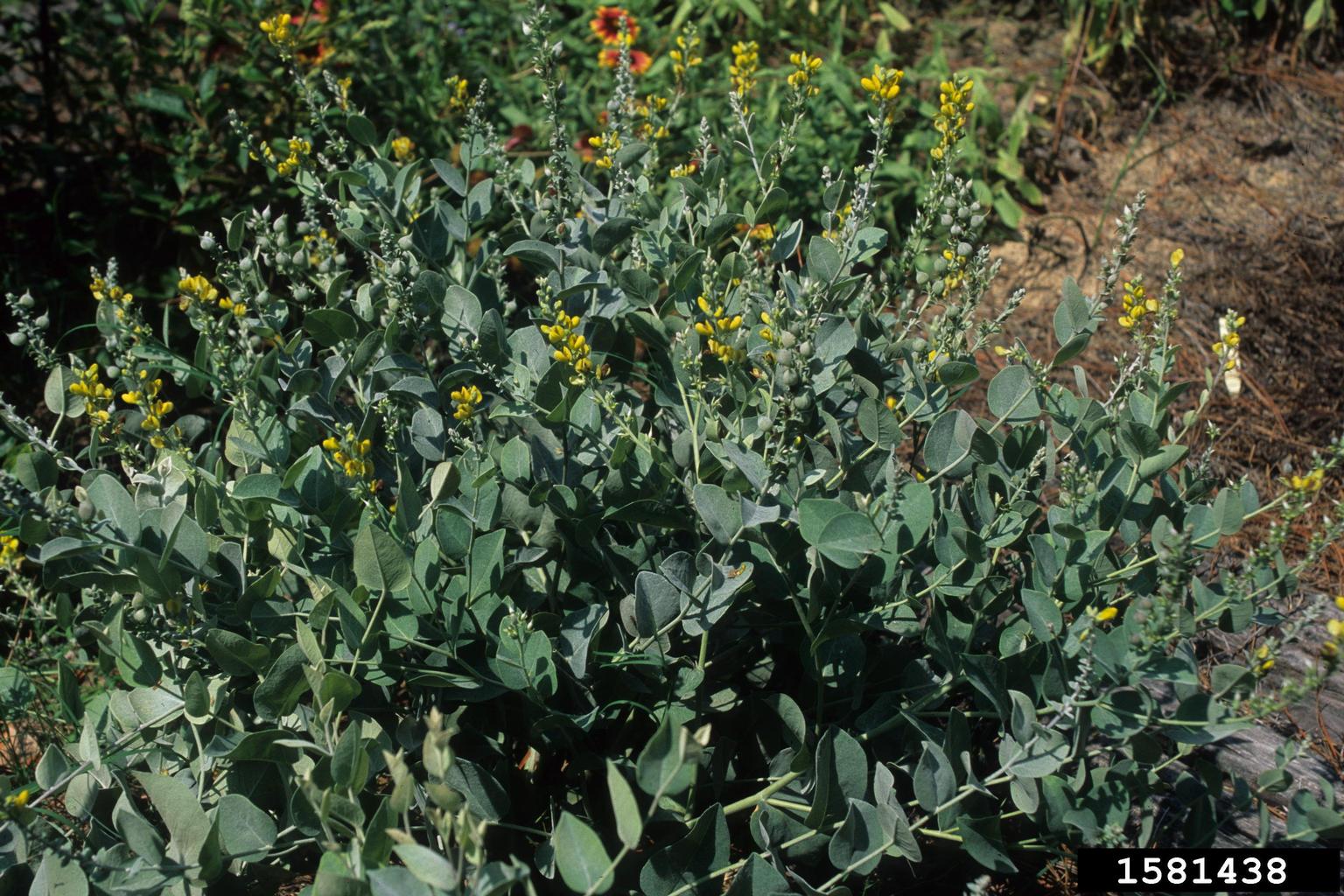 cobwebby wild indigo (Baptisia arachnifera)