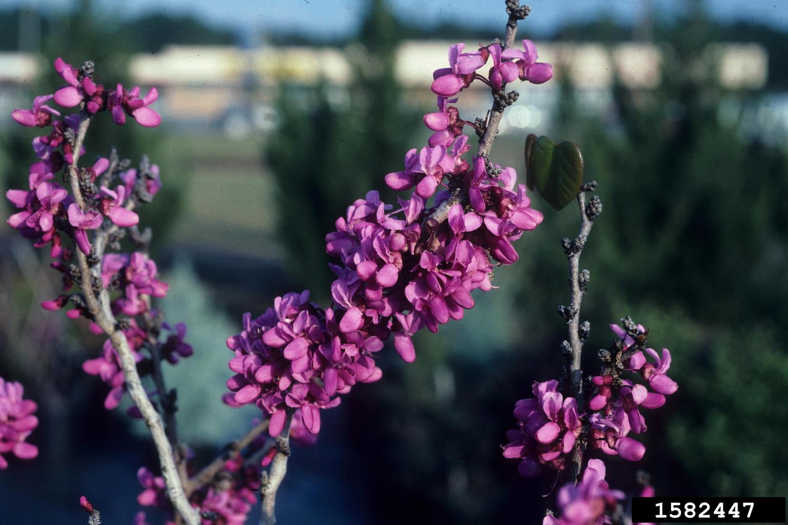 chinese redbud (Cercis chinensis)