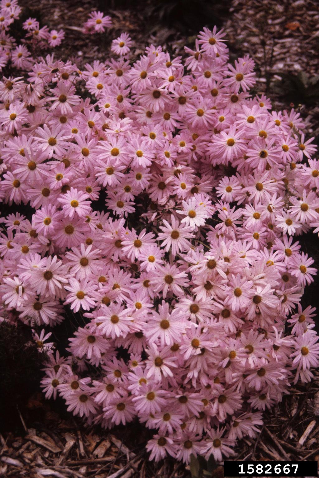 chrysanthemum (Genus Chrysanthemum)