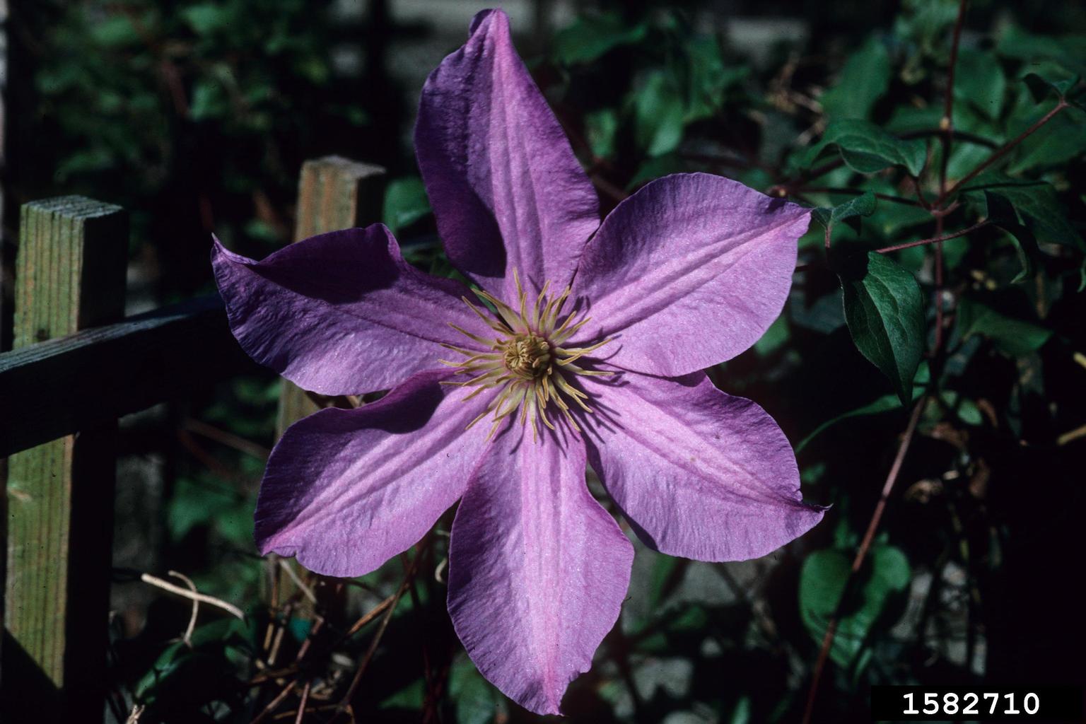leather flower (Genus Clematis)