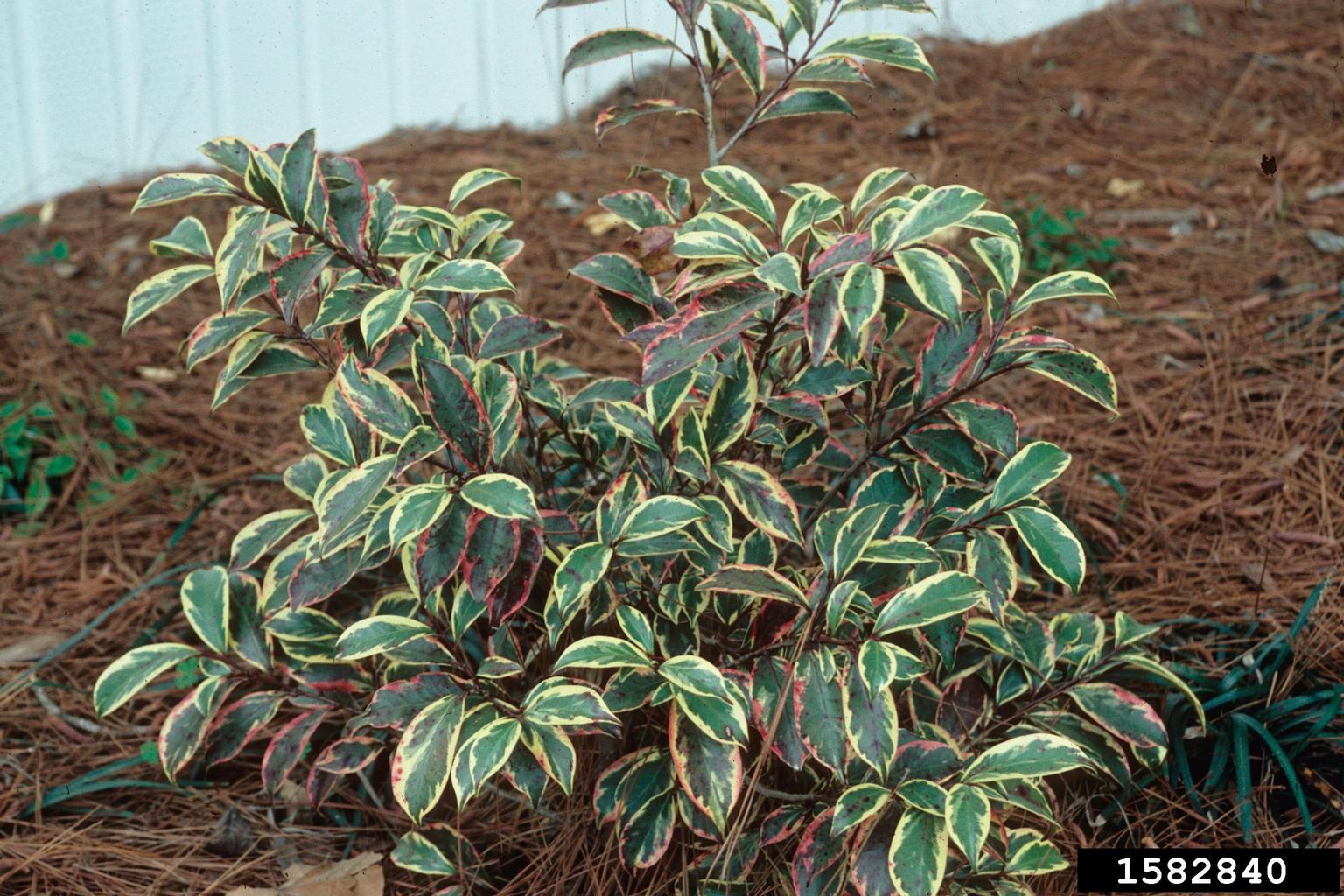 cleyera (Genus Cleyera)