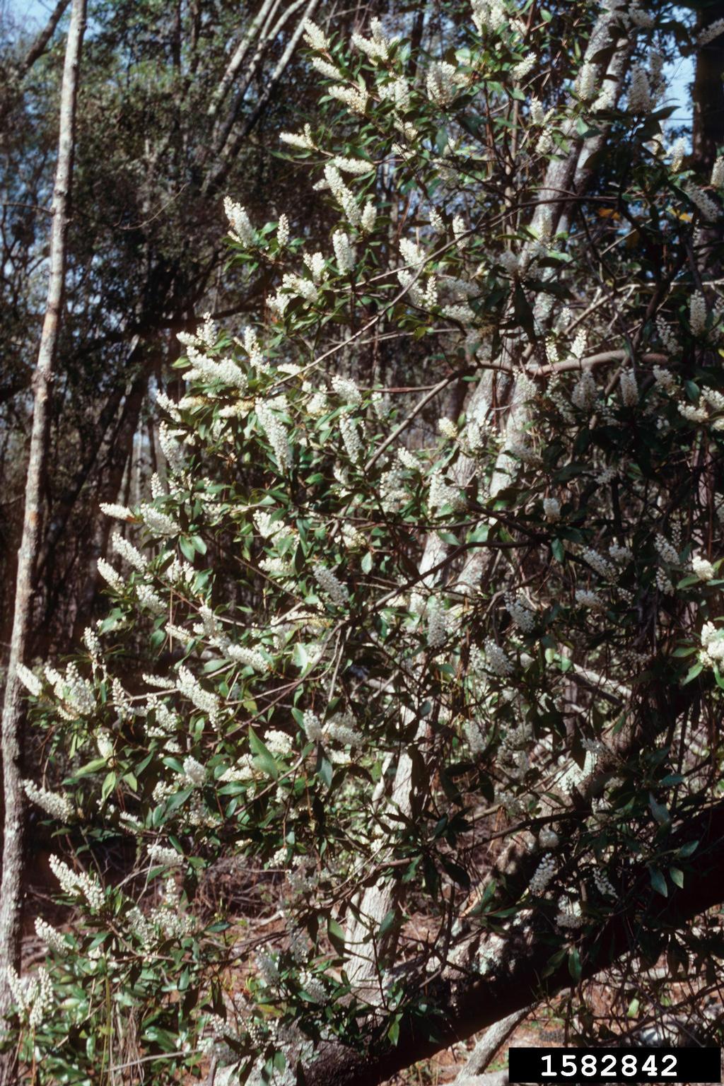 buckwheat tree (Cliftonia monophylla)