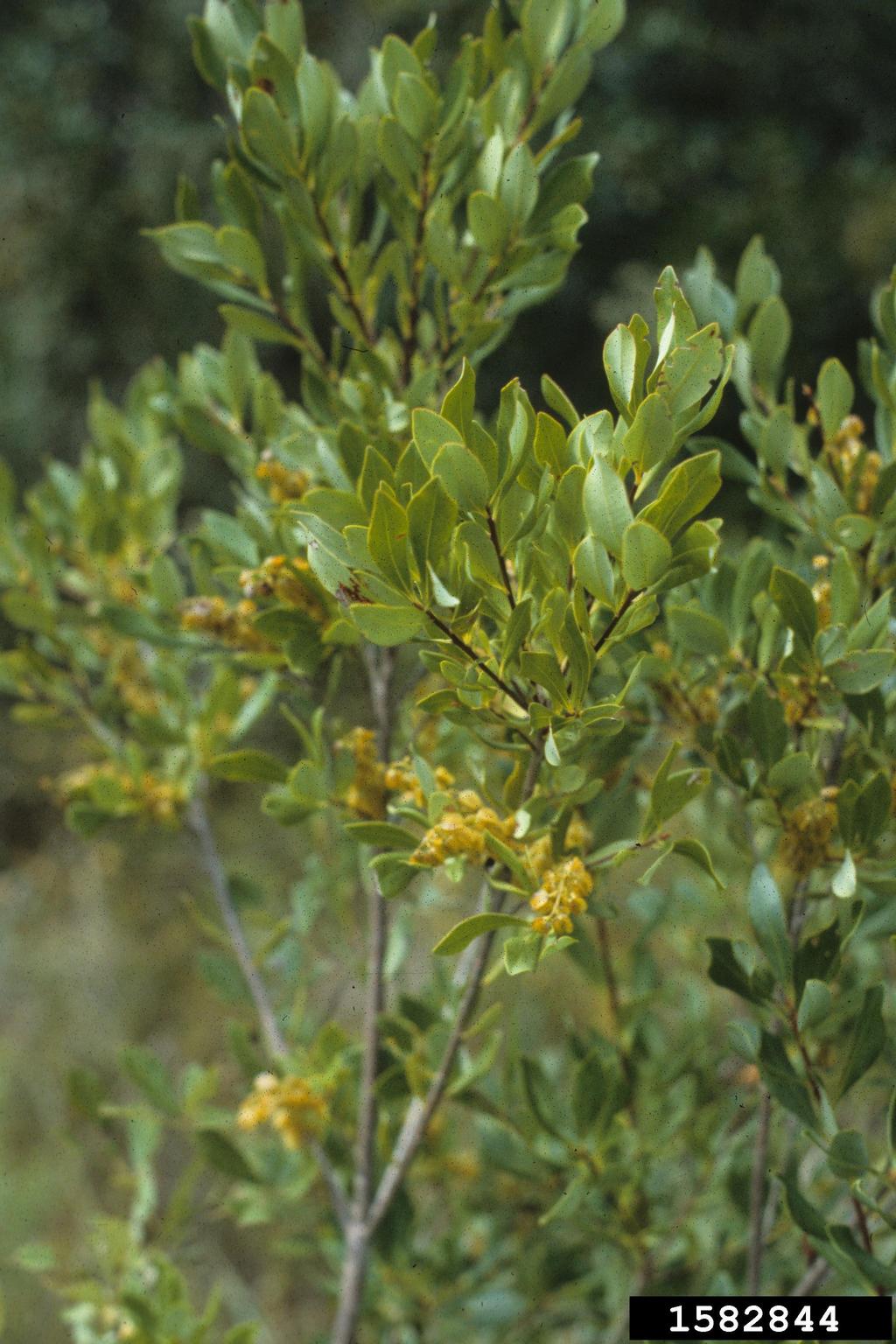 buckwheat tree (Cliftonia monophylla)