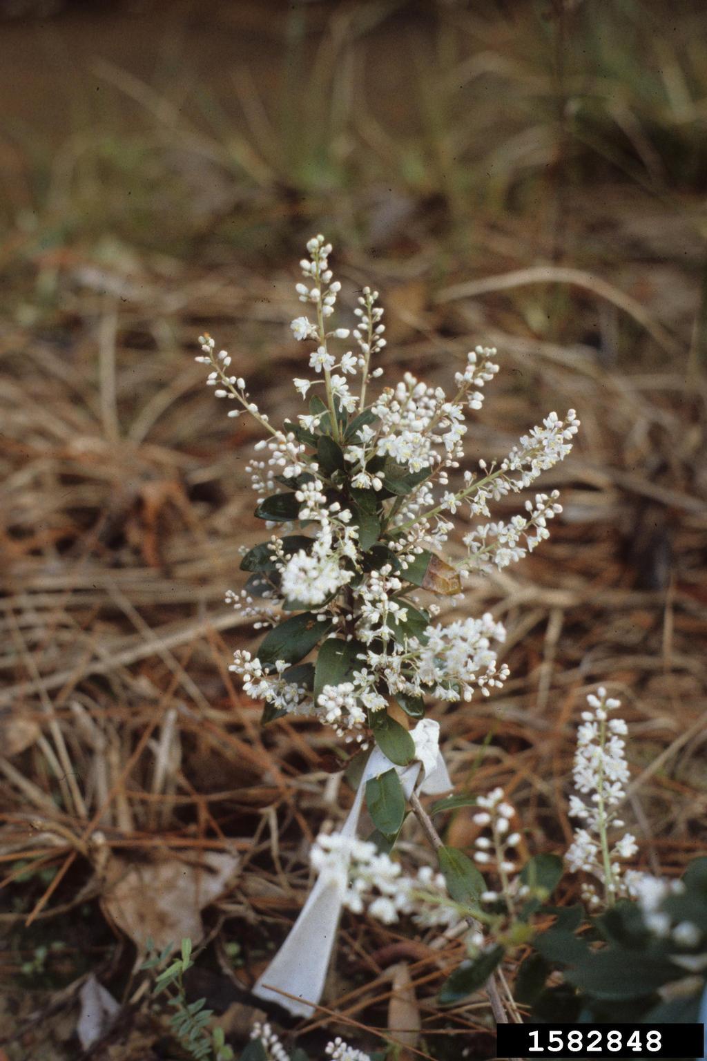 buckwheat tree (Cliftonia monophylla)