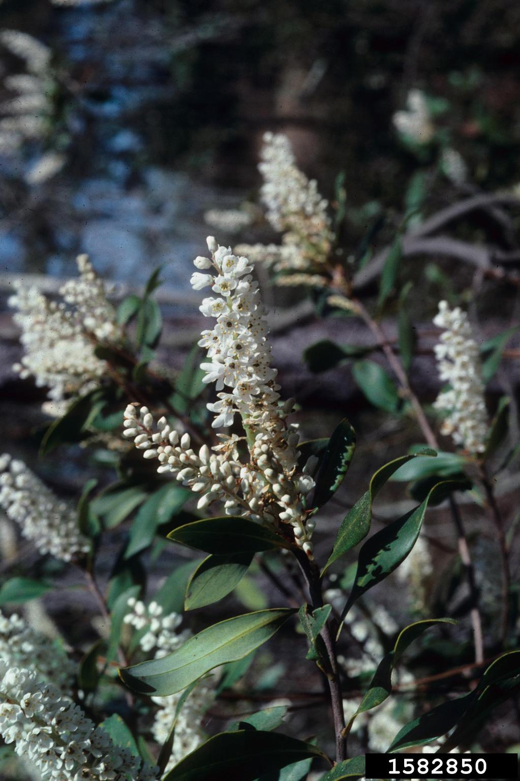 buckwheat tree (Cliftonia monophylla)