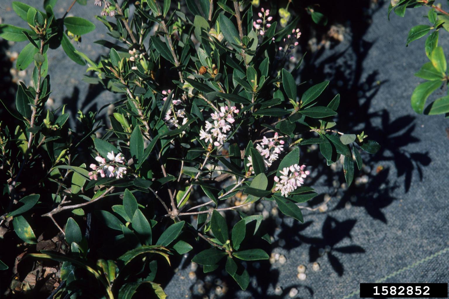 buckwheat tree (Cliftonia monophylla)