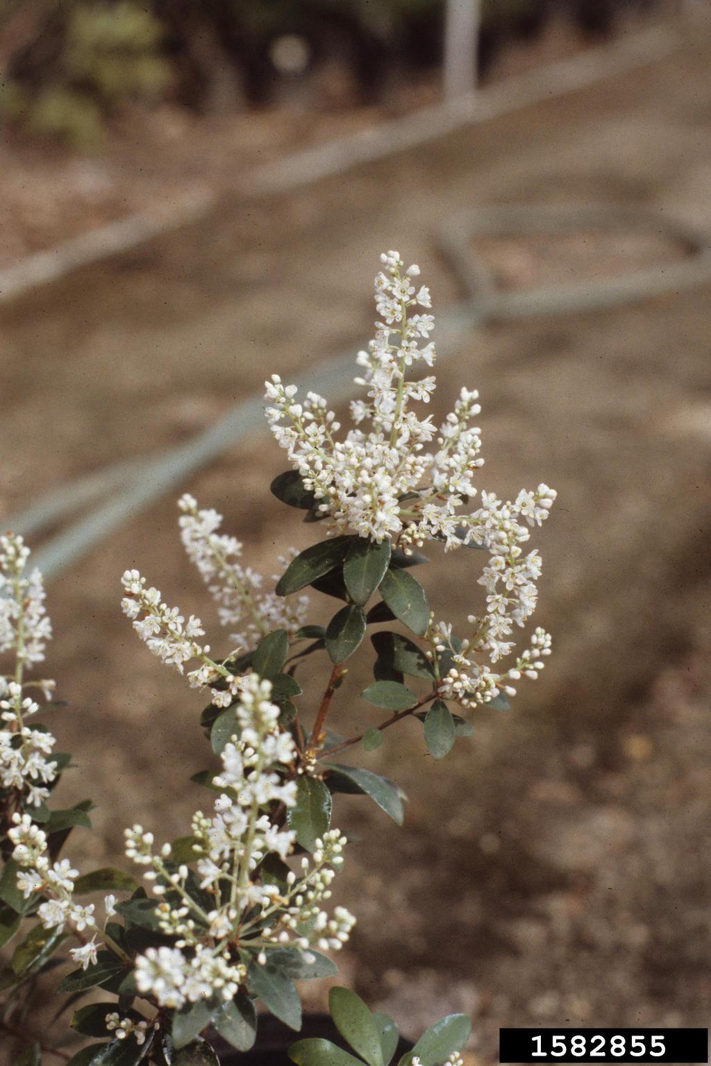 buckwheat tree (Cliftonia monophylla)