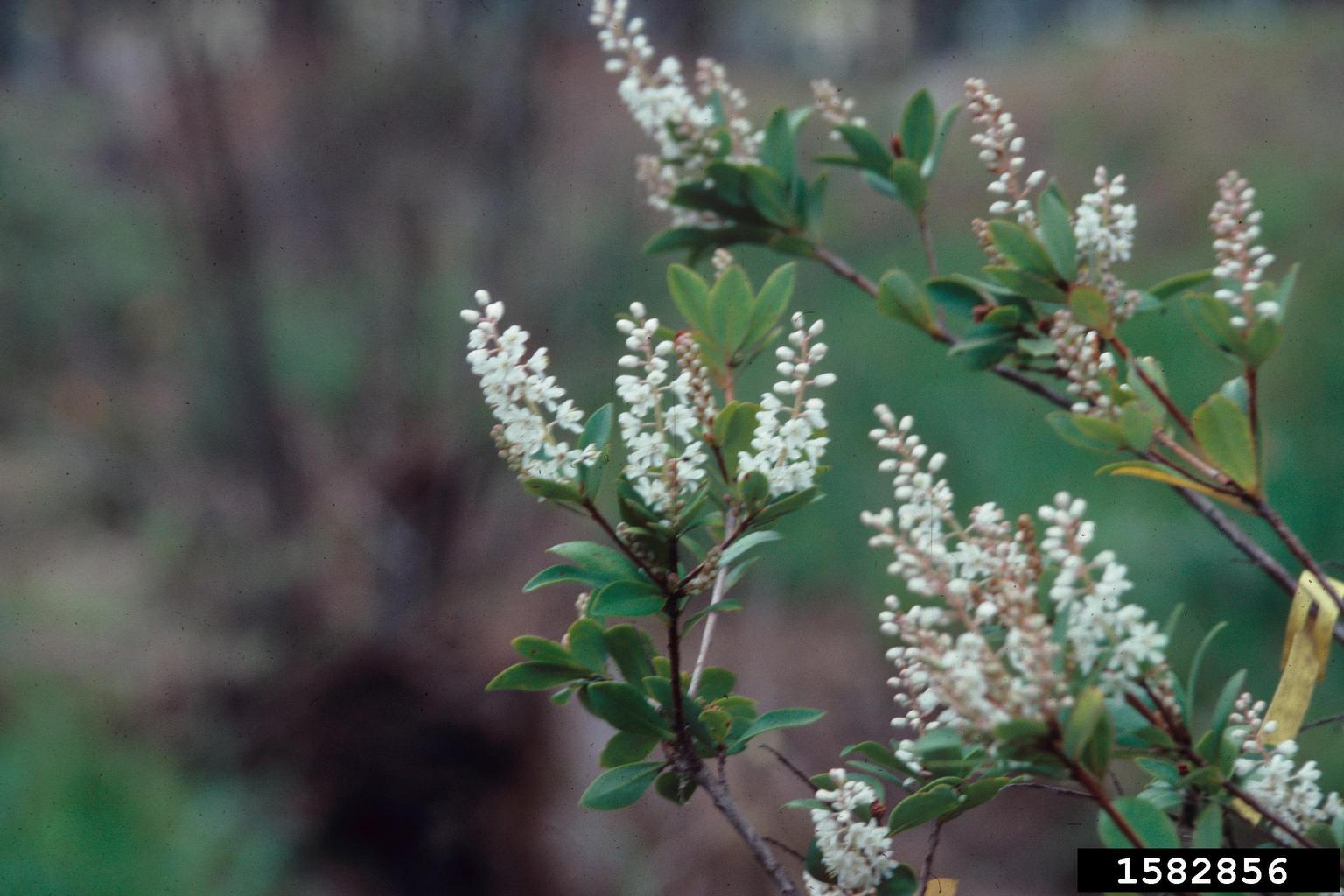 buckwheat tree (Cliftonia monophylla)