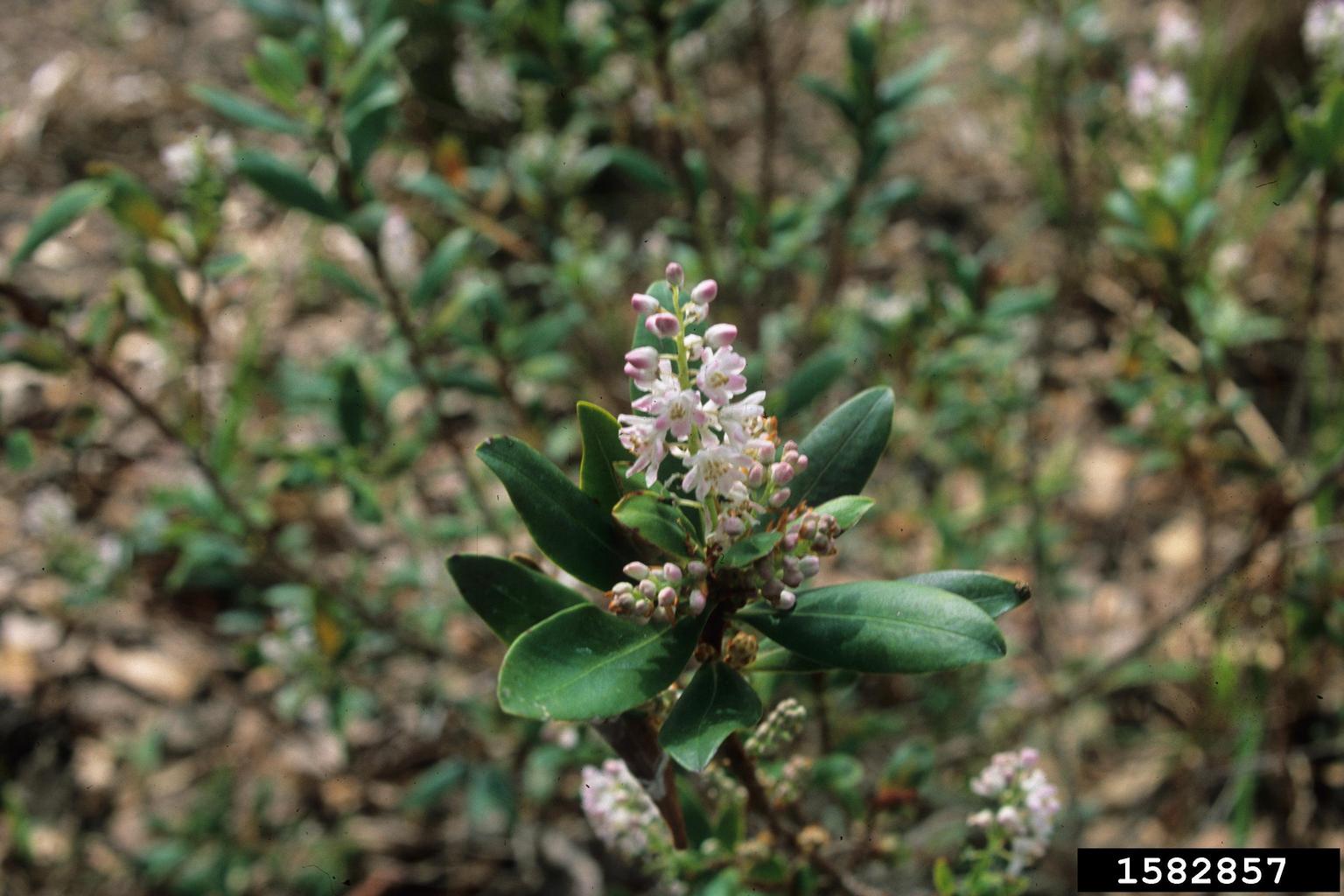 buckwheat tree, Cliftonia monophylla (Ericales Cyrillaceae) 1582857