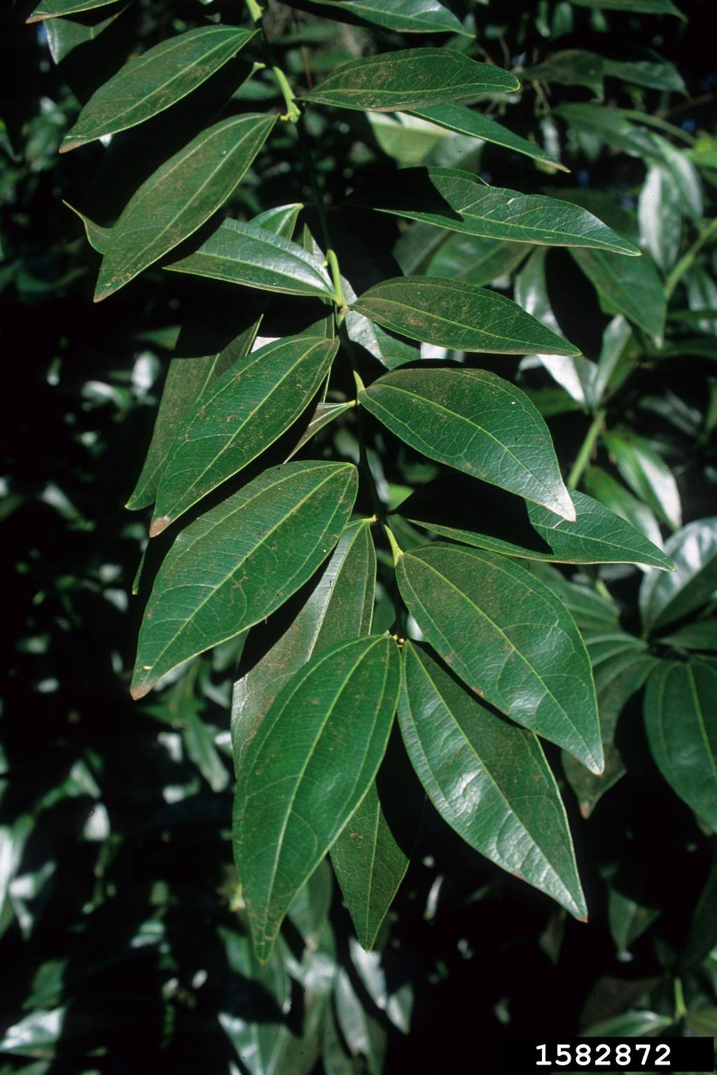 laurelleaf snailseed (Cocculus laurifolius)