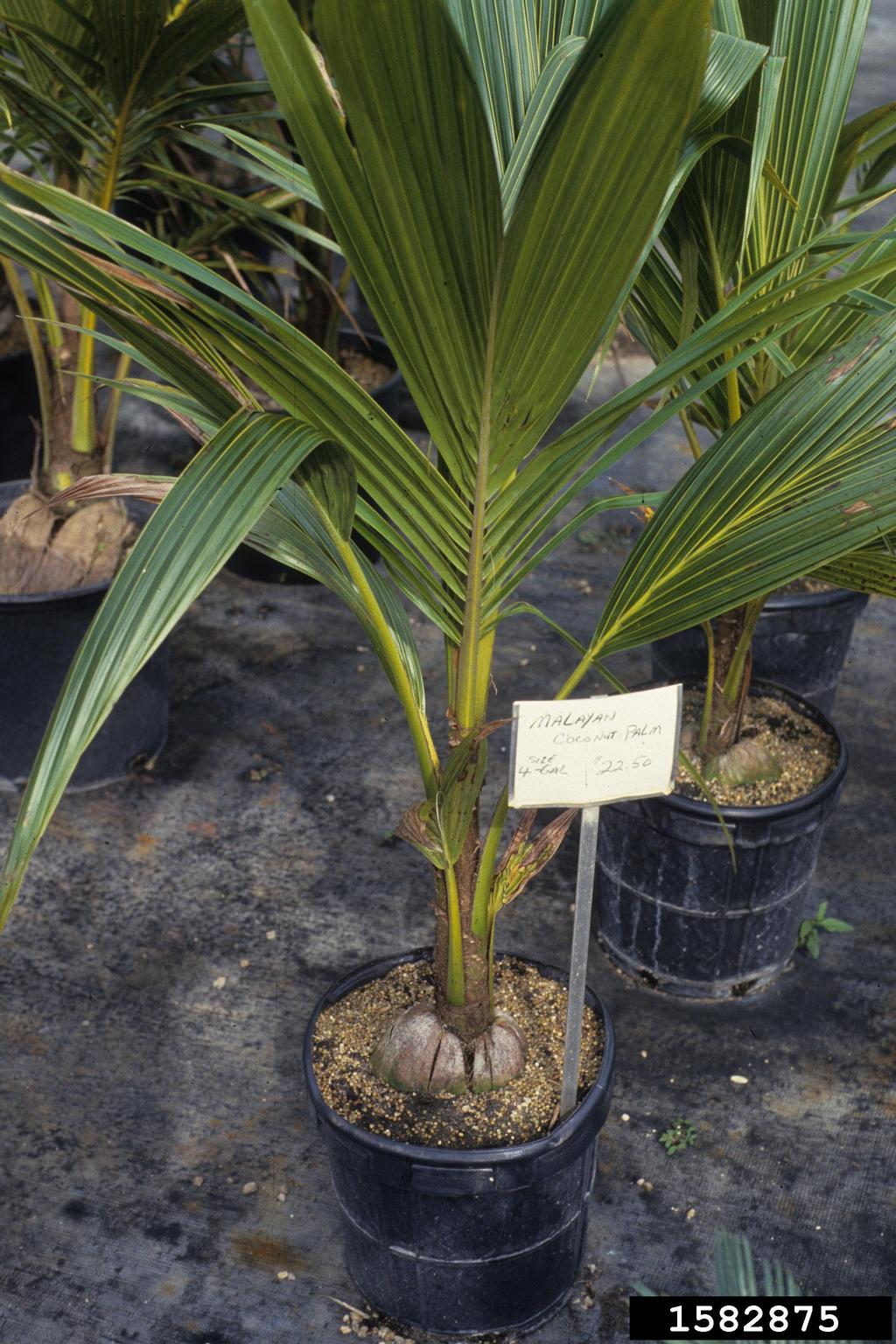 coconut palm (Cocos nucifera)