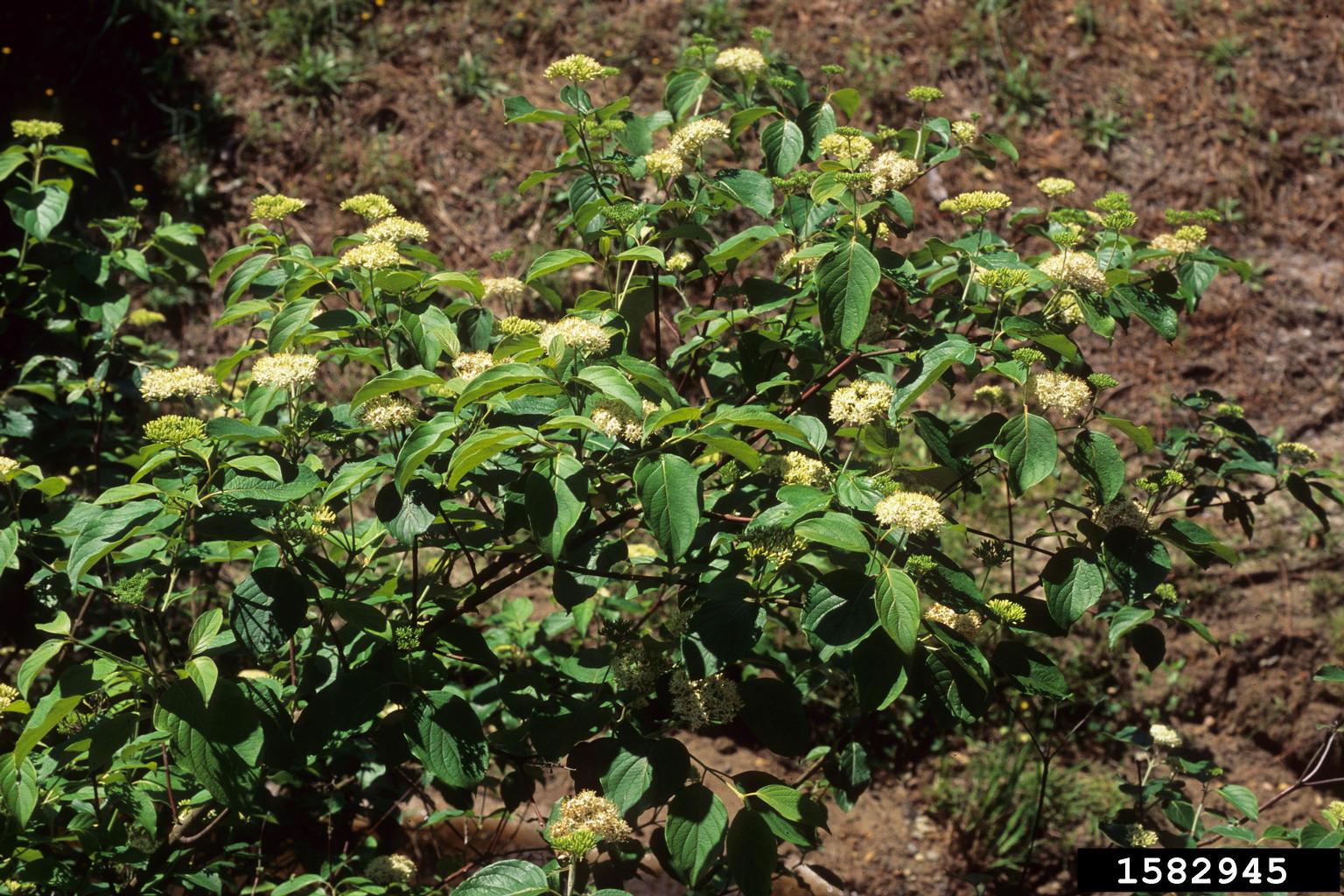 silky dogwood (Cornus amomum)