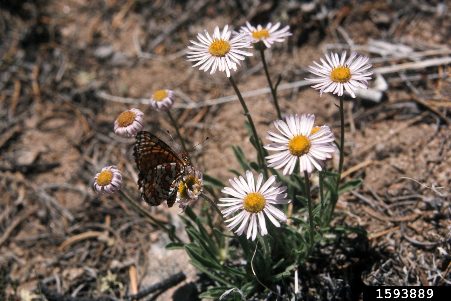 spreading fleabane (Erigeron divergens)