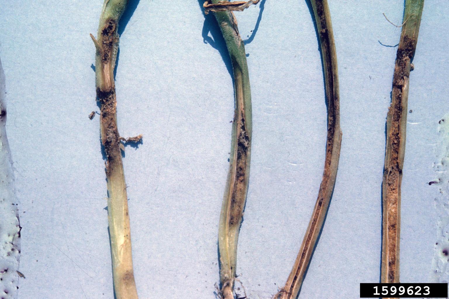 tobacco wireworm (Conoderus vespertinus (Fabricius, 1801))