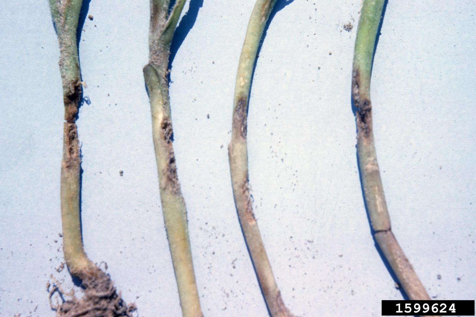 tobacco wireworm (Conoderus vespertinus (Fabricius, 1801))