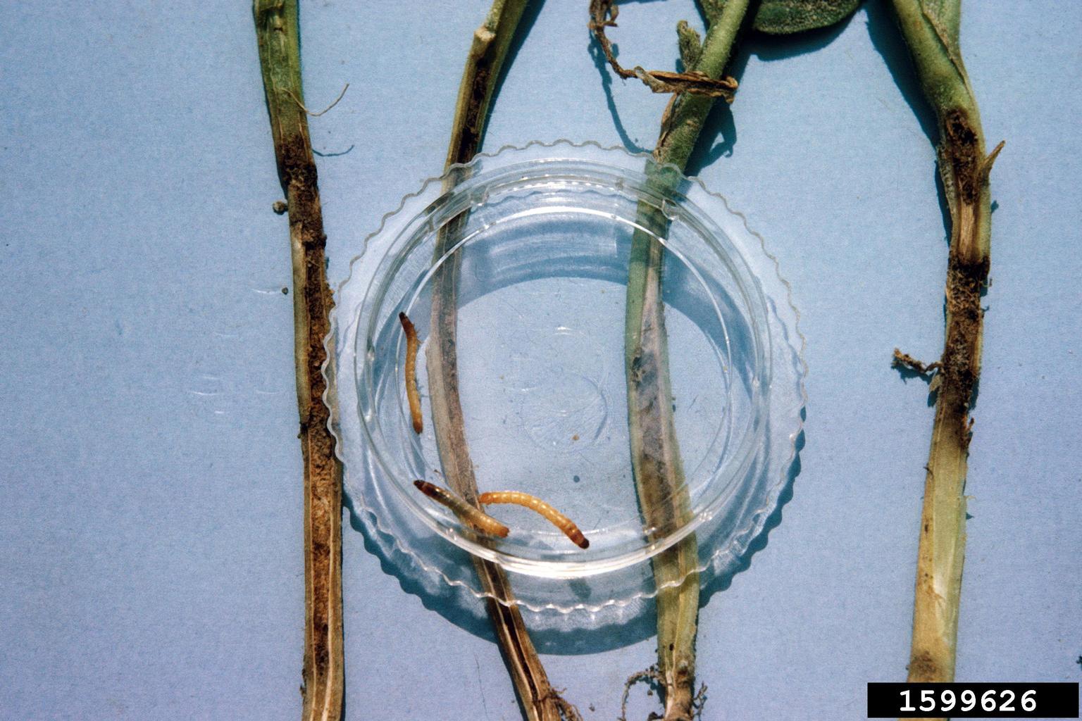 tobacco wireworm (Conoderus vespertinus (Fabricius, 1801))