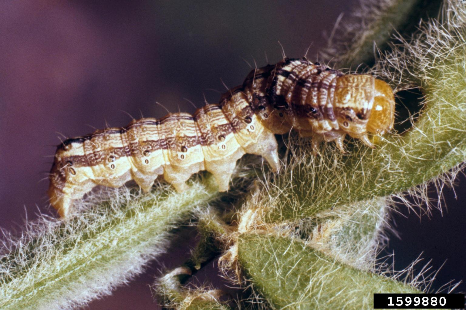 corn earworm, tomato fruitworm (Helicoverpa zea)