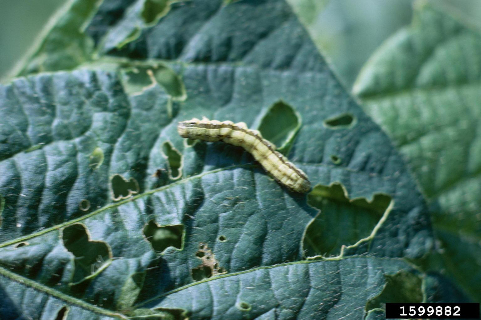 corn earworm, tomato fruitworm (Helicoverpa zea ) on soybean (Glycine