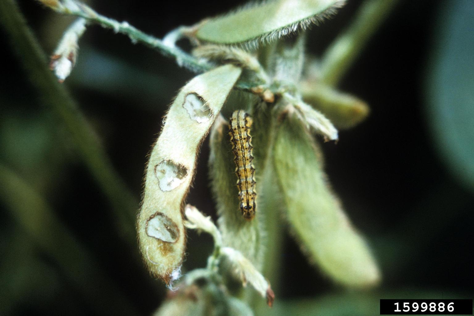 corn earworm, tomato fruitworm (Helicoverpa zea)