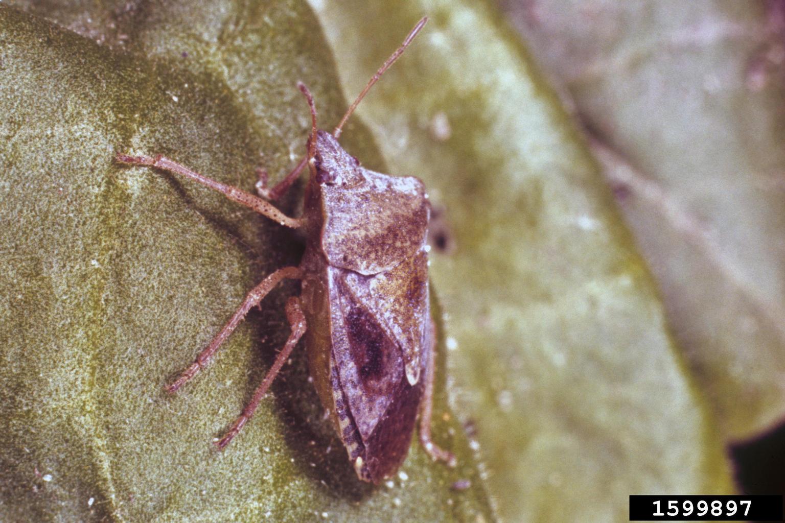 stink bugs (Family Pentatomidae) (Family Pentatomidae)