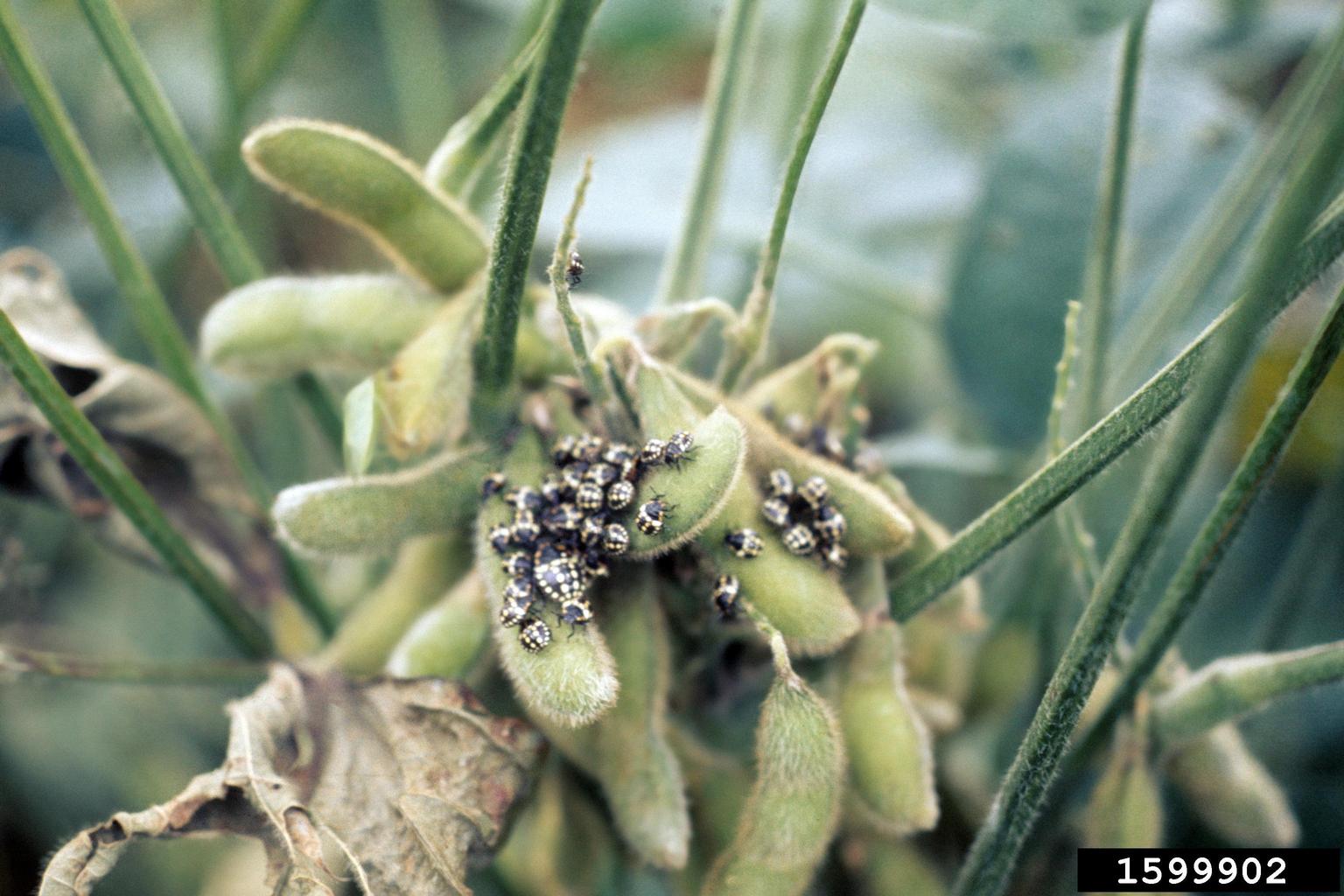 stink bugs (Family Pentatomidae) (Family Pentatomidae)