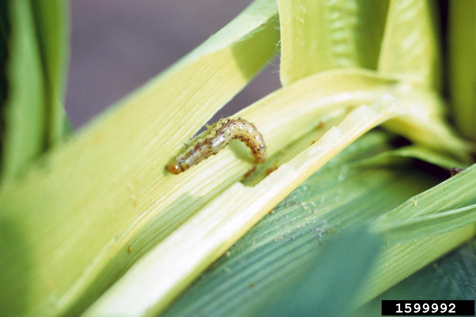 corn earworm, tomato fruitworm (Helicoverpa zea)