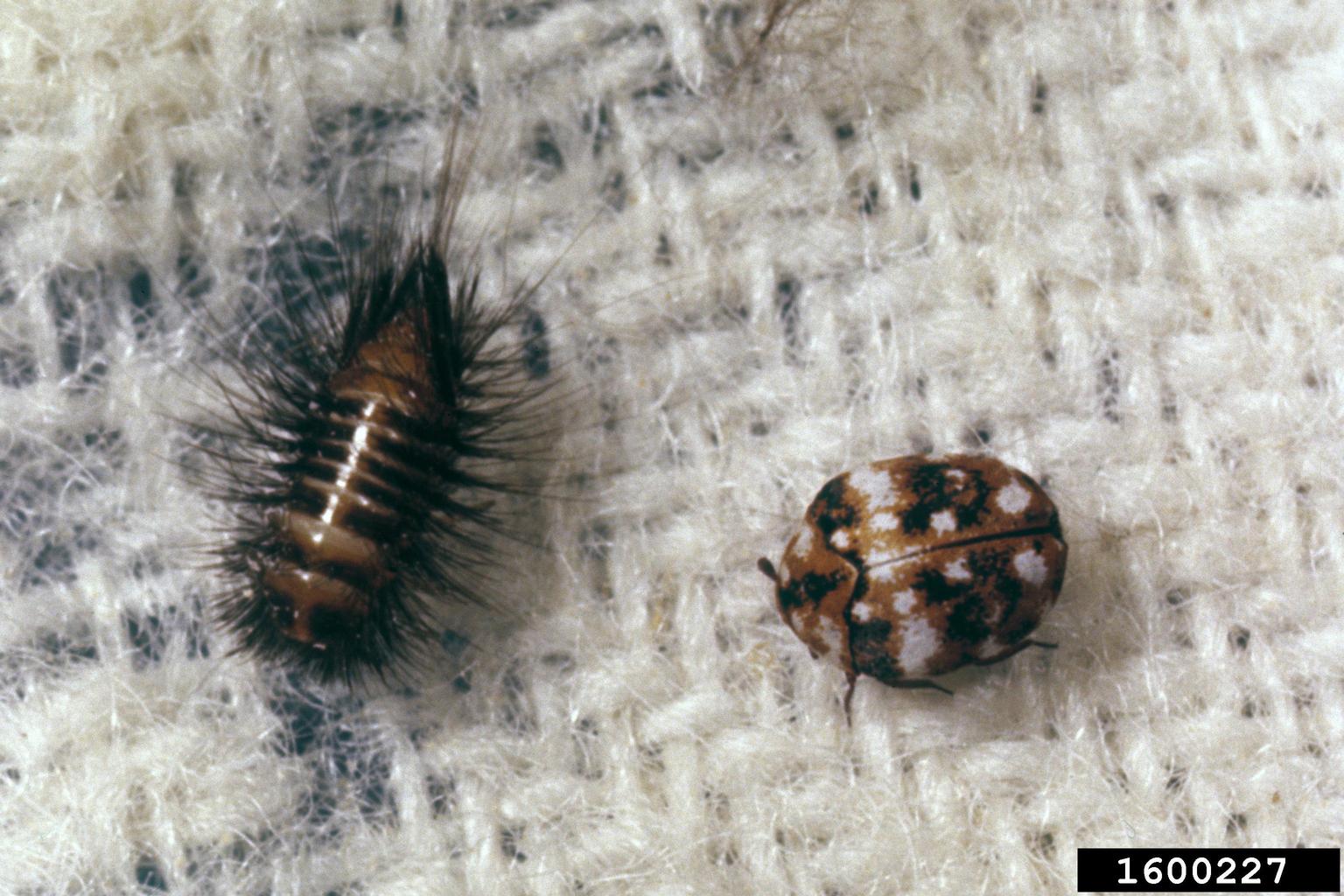 furniture carpet beetle, Anthrenus flavipes (Coleoptera Dermestidae