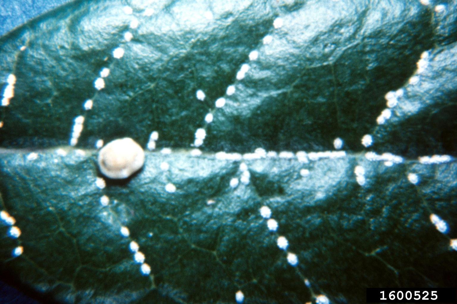 Florida wax scale (Ceroplastes floridensis)