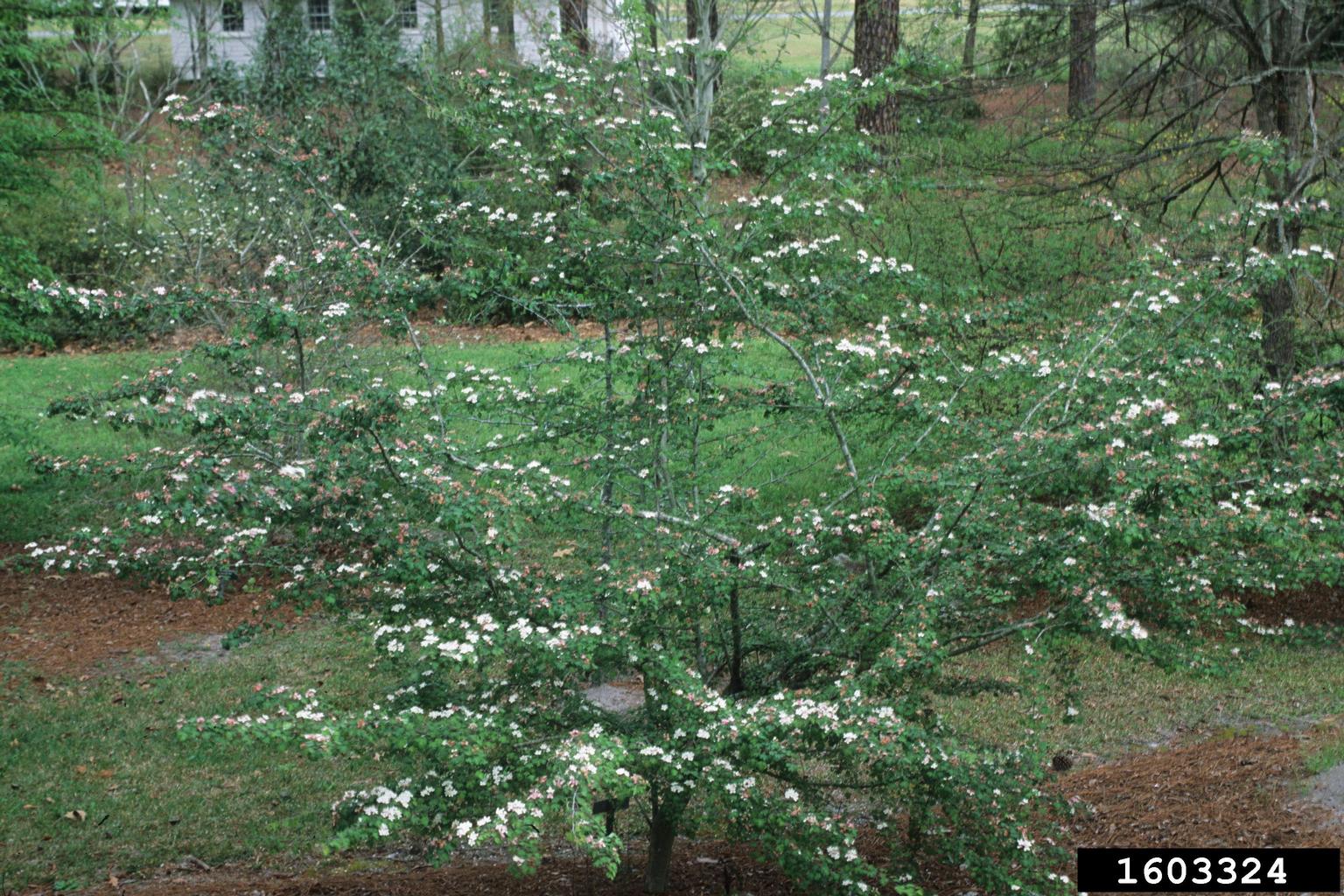 parsley hawthorn (Crataegus marshallii)