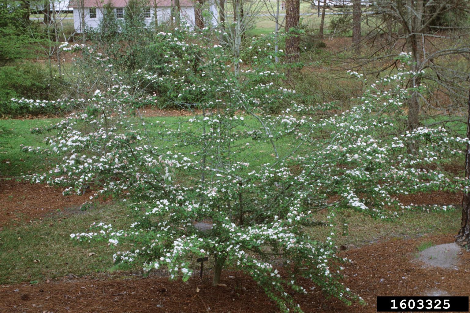 parsley hawthorn (Crataegus marshallii)