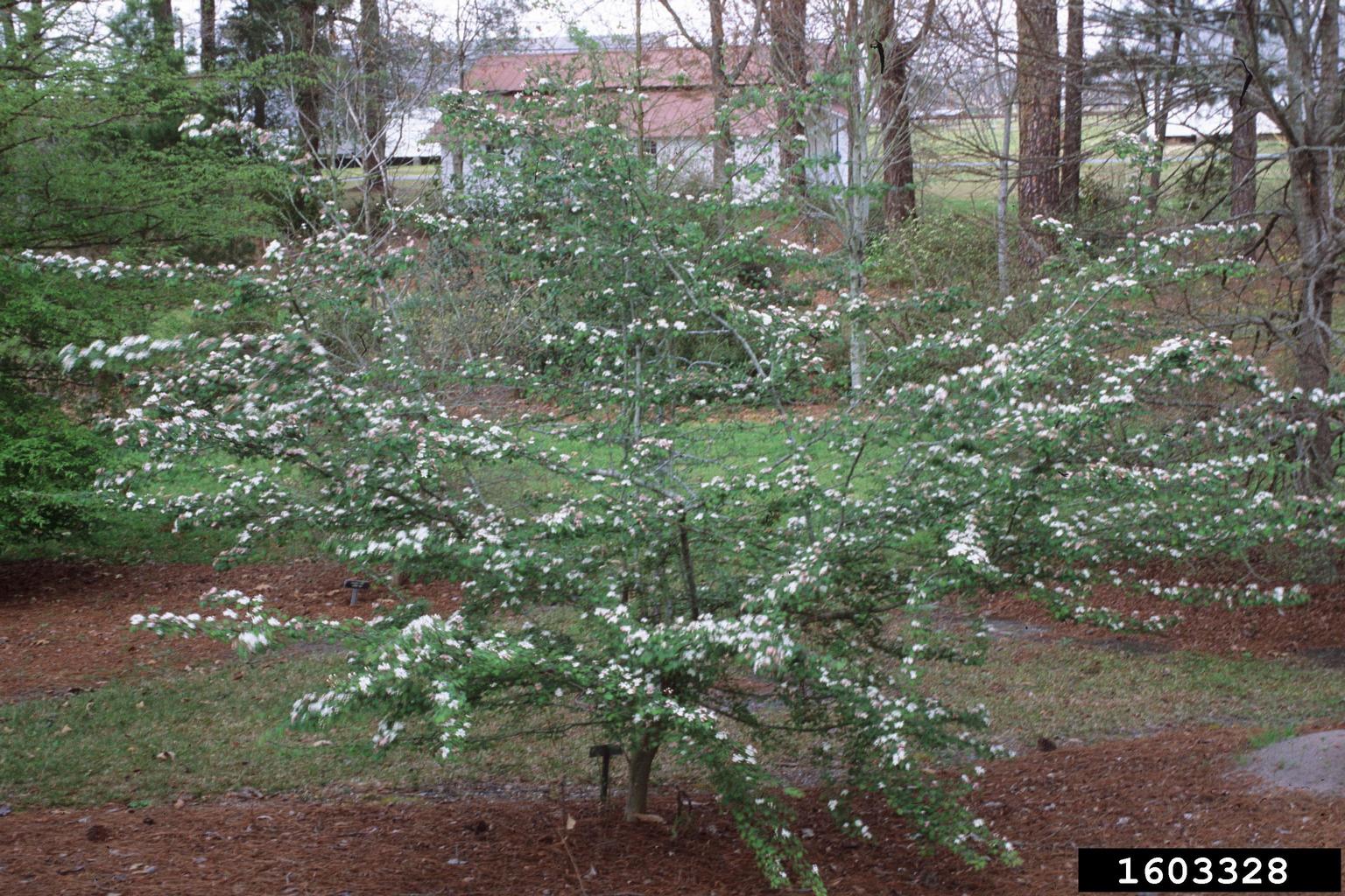 parsley hawthorn (Crataegus marshallii)