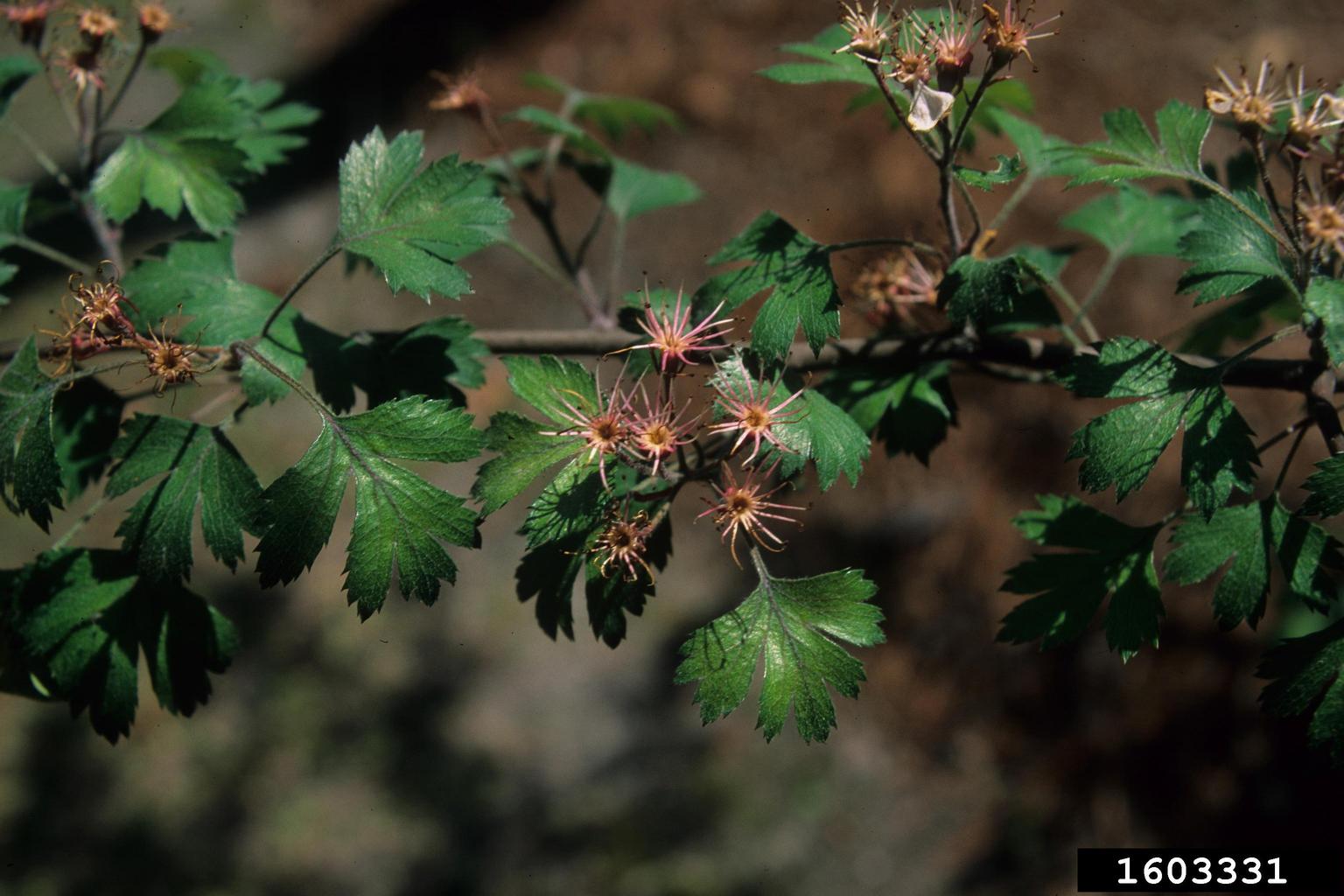 parsley hawthorn (Crataegus marshallii)