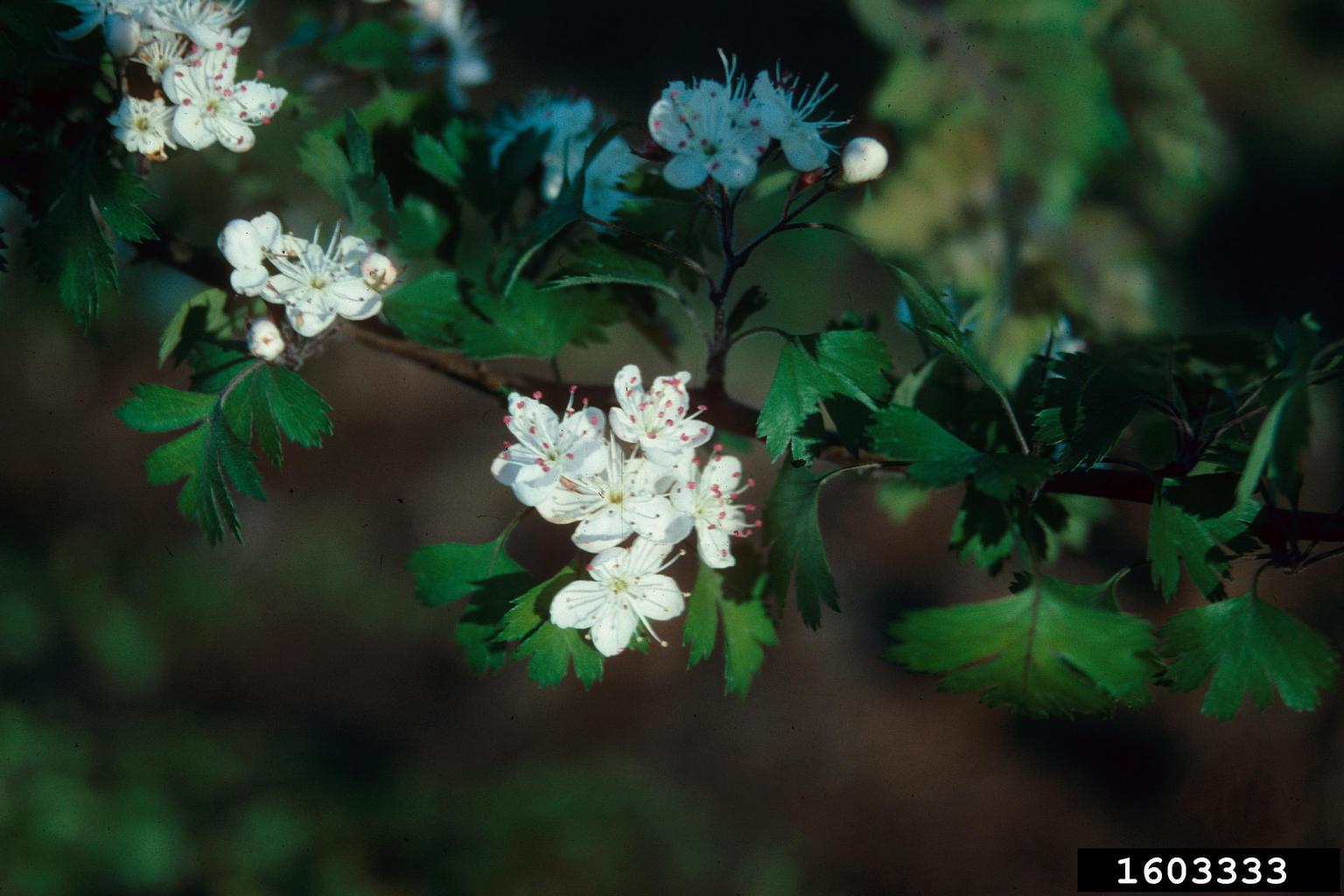 parsley hawthorn (Crataegus marshallii)