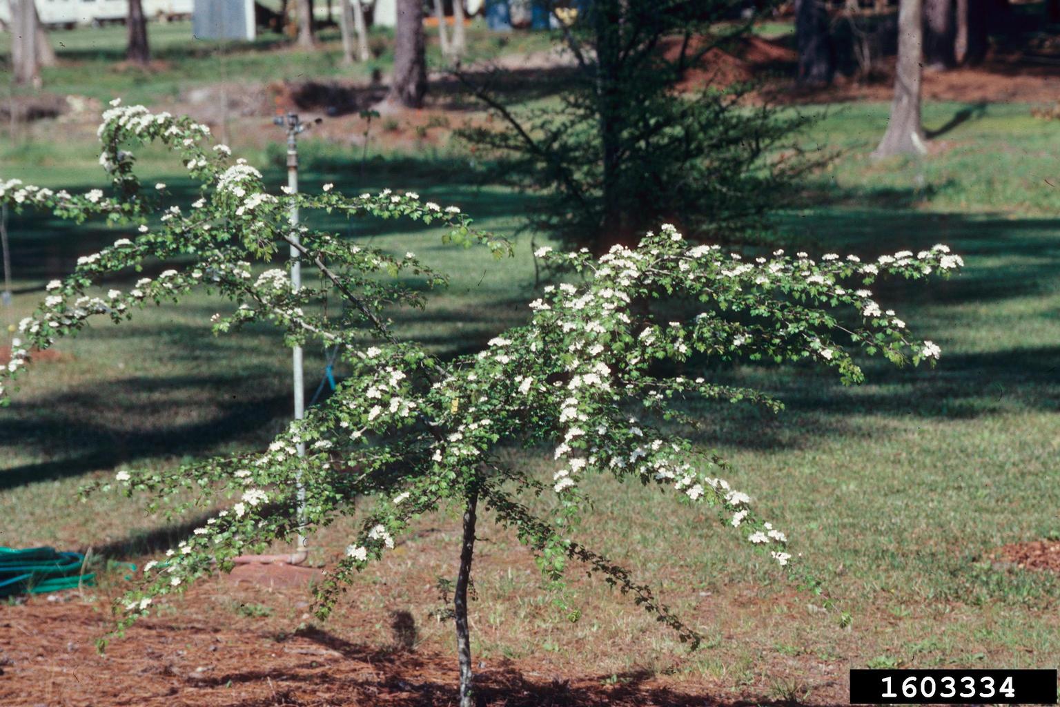 parsley hawthorn (Crataegus marshallii)