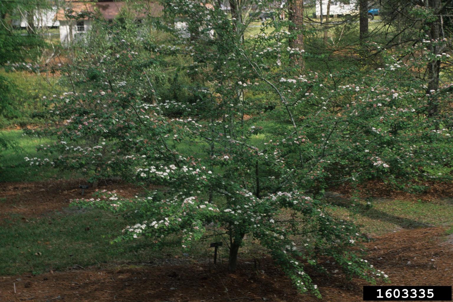 parsley hawthorn (Crataegus marshallii)