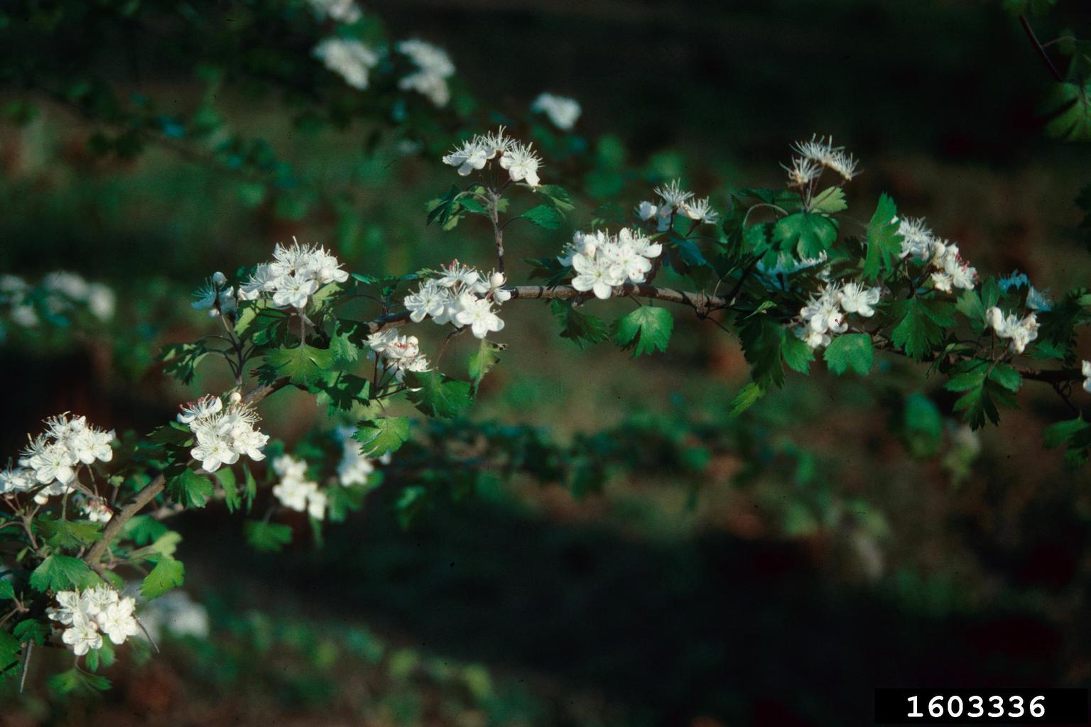 parsley hawthorn (Crataegus marshallii)