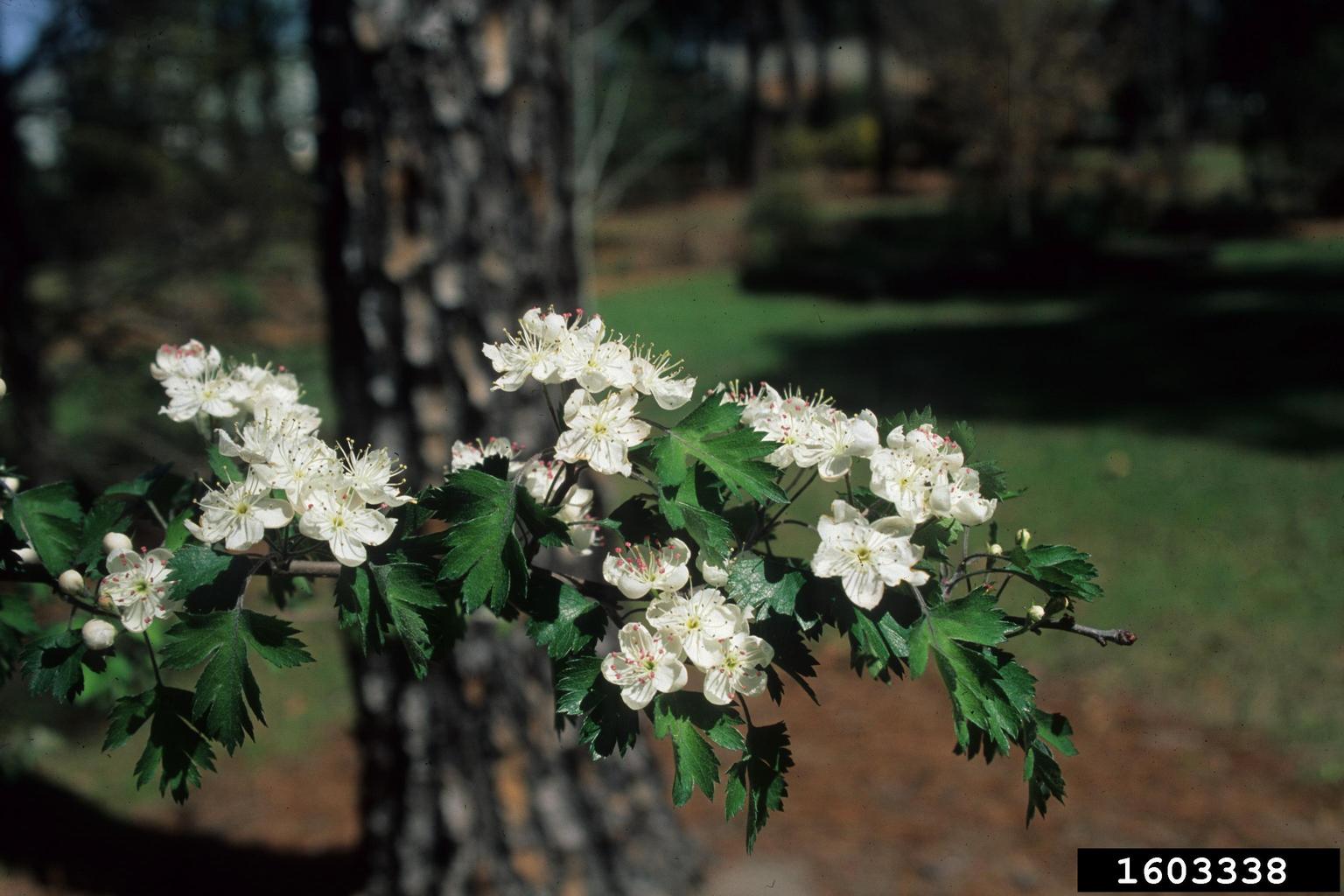 parsley hawthorn (Crataegus marshallii)