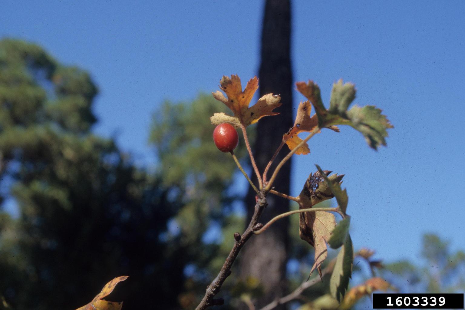 parsley hawthorn (Crataegus marshallii)