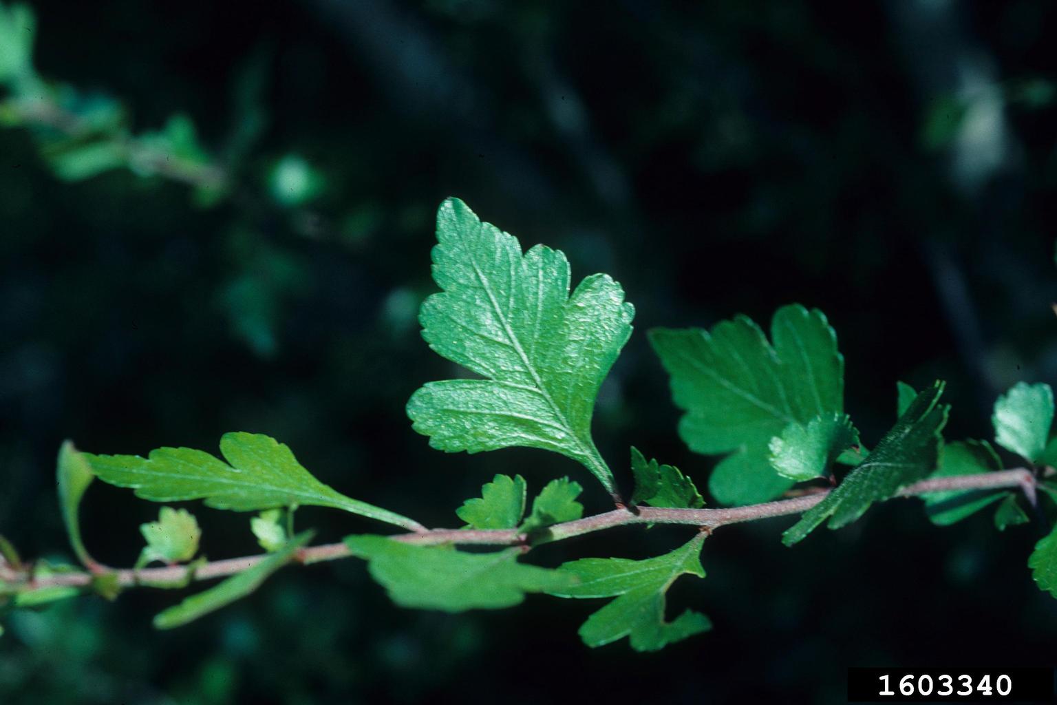 parsley hawthorn (Crataegus marshallii)