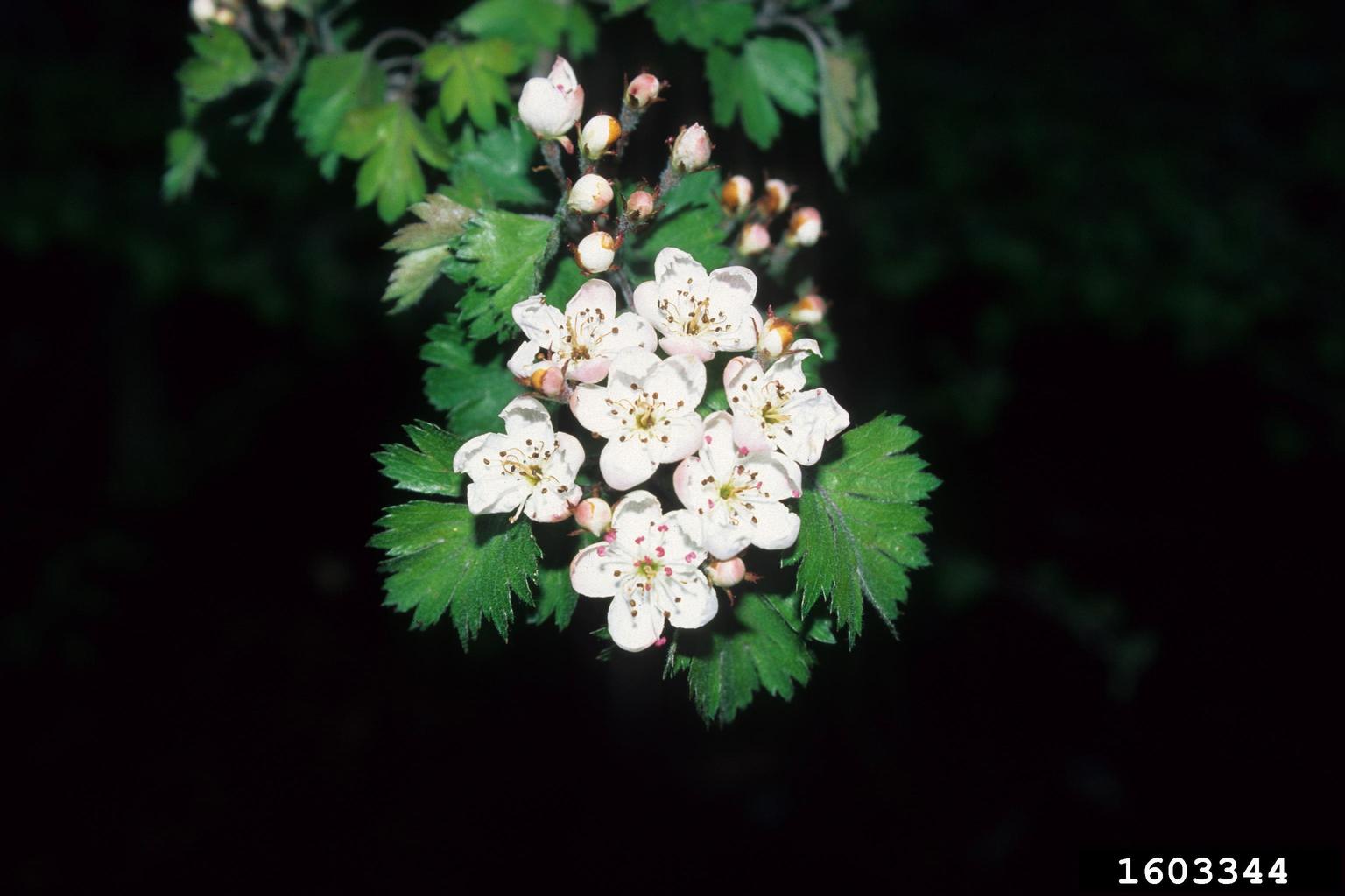 parsley hawthorn (Crataegus marshallii)