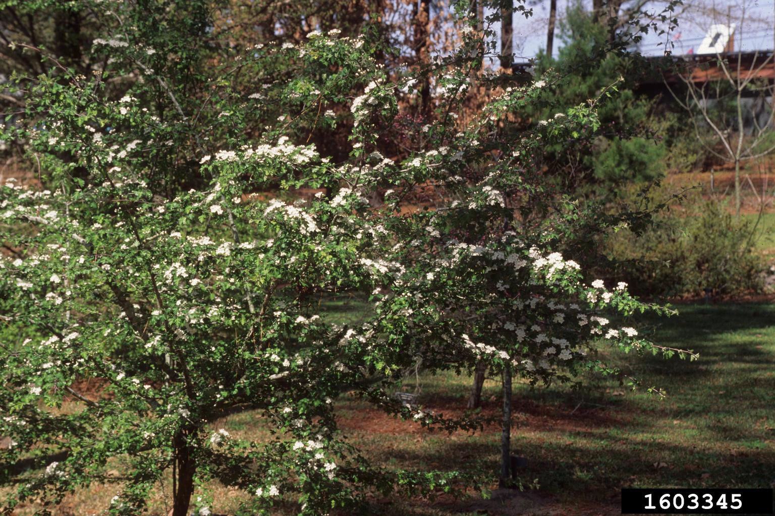 parsley hawthorn (Crataegus marshallii)