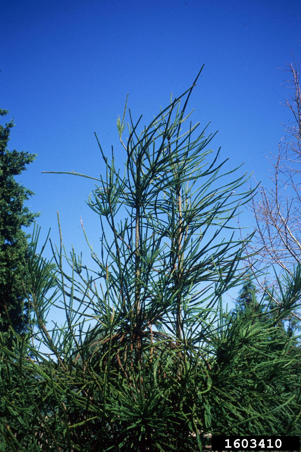 Japanese cedar (Cryptomeria japonica)