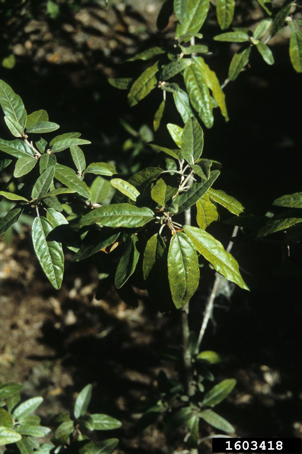 Alabama croton (Croton alabamensis)