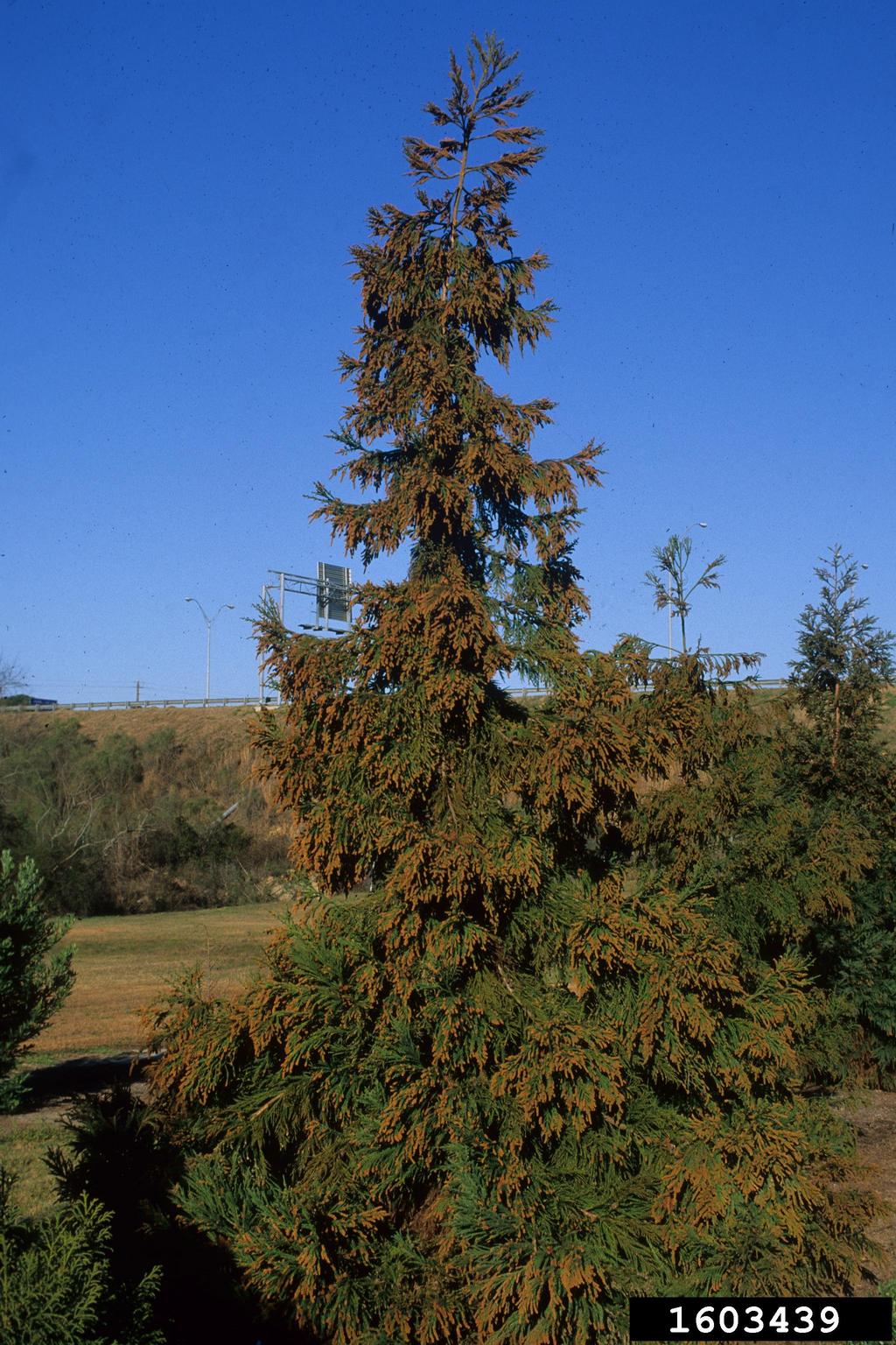 Japanese cedar (Cryptomeria japonica)