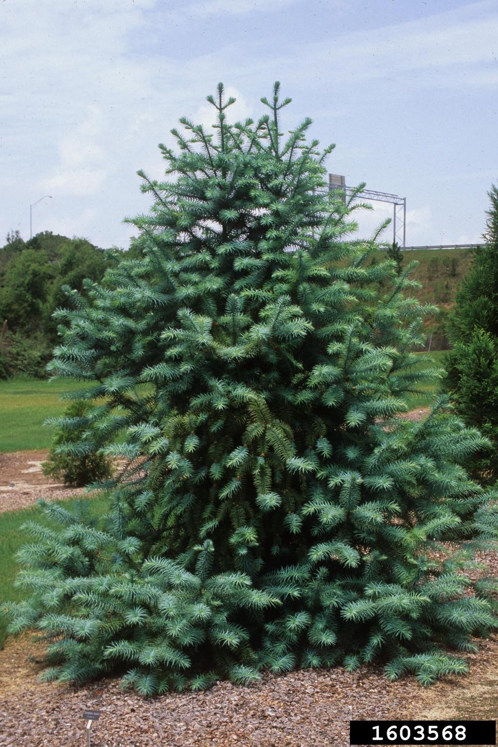 Chinese fir (Cunninghamia lanceolata)
