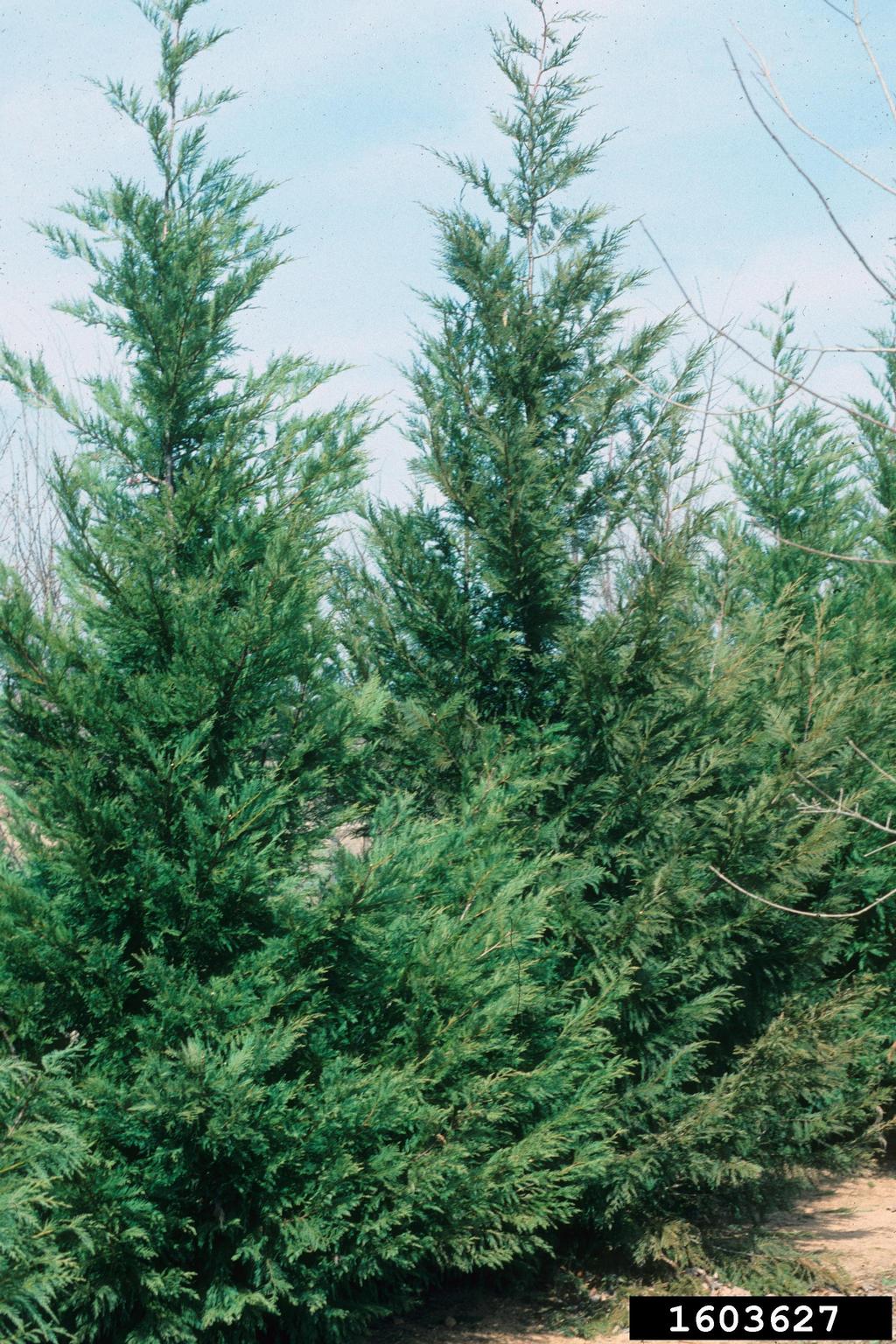 Leyland cypress (x Cupressocyparis leylandii)