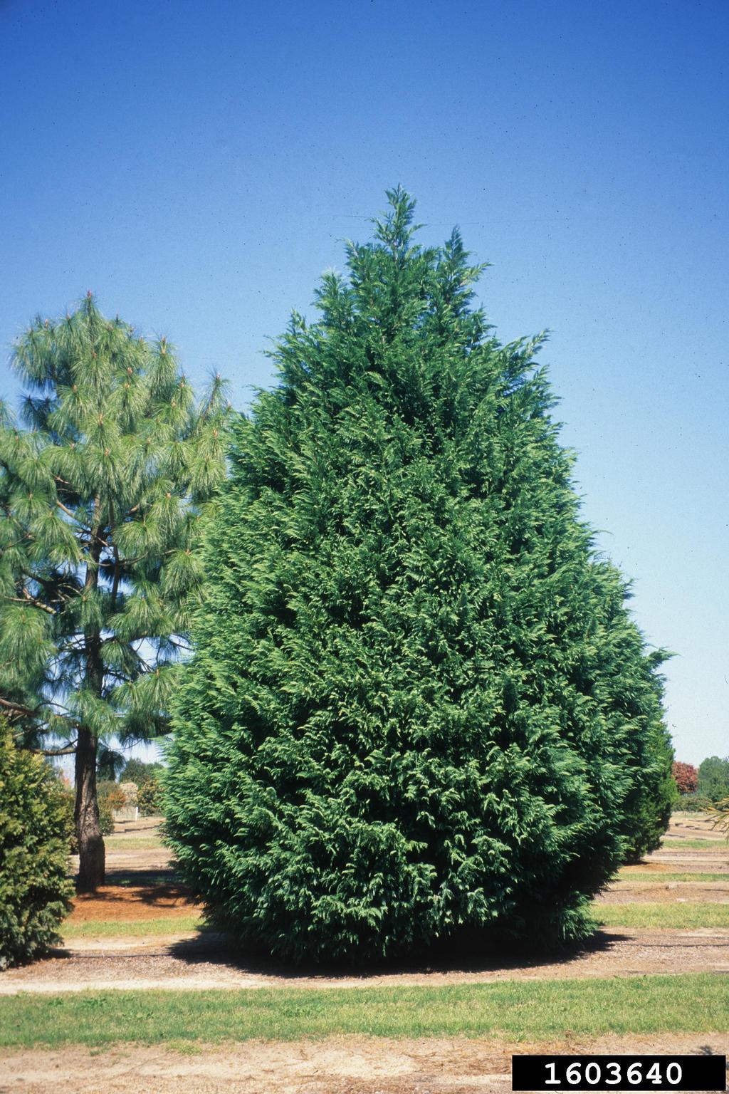 Leyland cypress (x Cupressocyparis leylandii)