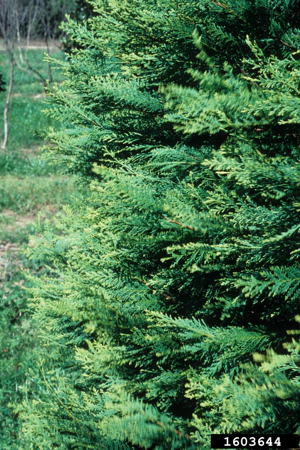 Leyland cypress (x Cupressocyparis leylandii)