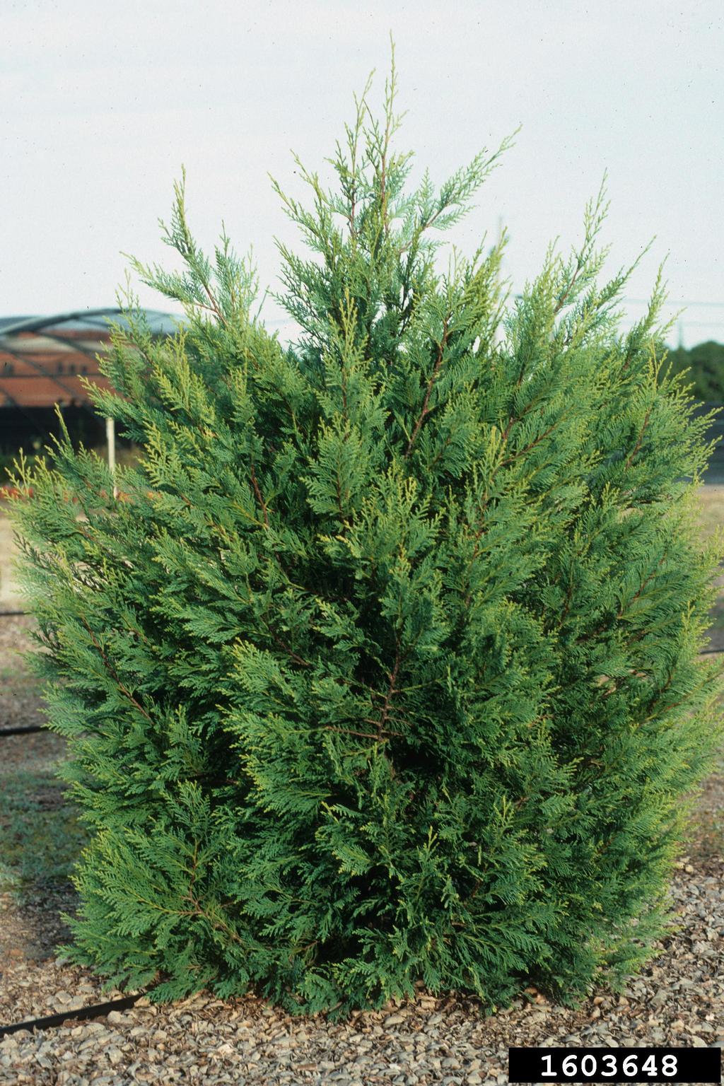 Leyland cypress (x Cupressocyparis leylandii)